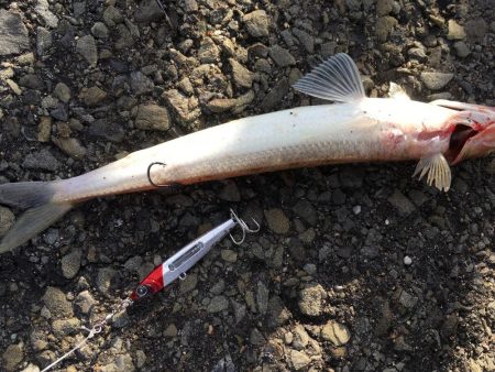 太刀魚のみハマチの姿は無し